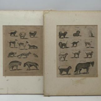 Original Dog Breeds Antique Engravings