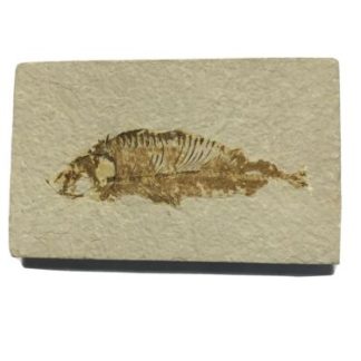 A Knightia Species Fossil Fish Green River Formation Wyoming