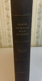 North American Wild Flowers Mary Walcott Smithsonian Institution 80 Color Plates