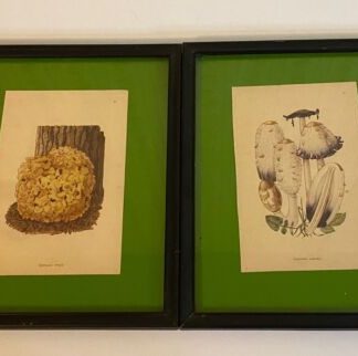 Fungi Illustrations, Vintage, by Rose Ellenby set of 2