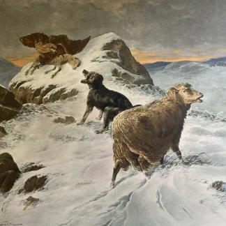 1903 J. Bahien colour heliogravure Collies and Sheep in Snow, Arnot Vienna 31x23