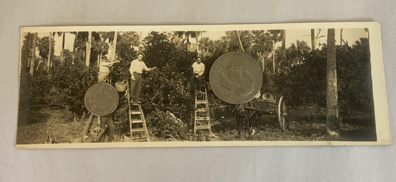1916 Florida RPPC Set – Parade, Tour Boat, Citrus, Moss Tunnels, Scenic Views - Image 5