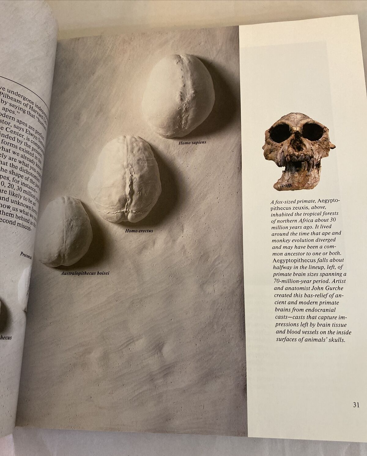 In the Age of Mankind A Smithsonian Book of Human Evolution History - Signed - Image 11