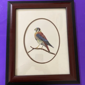Harriet Carotenuto Original American Kestrel Watercolor Gouache Framed Art