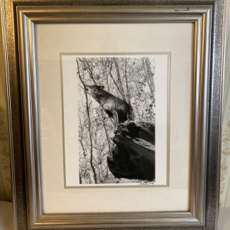 Signed Scott Ian Barry B&W Howling Wolf Photo—Framed 10x14" Masterpiece