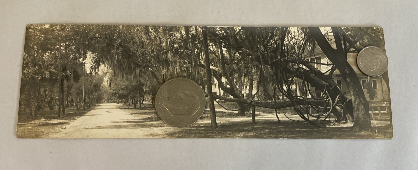 1916 Florida RPPC Set – Parade, Tour Boat, Citrus, Moss Tunnels, Scenic Views - Image 11