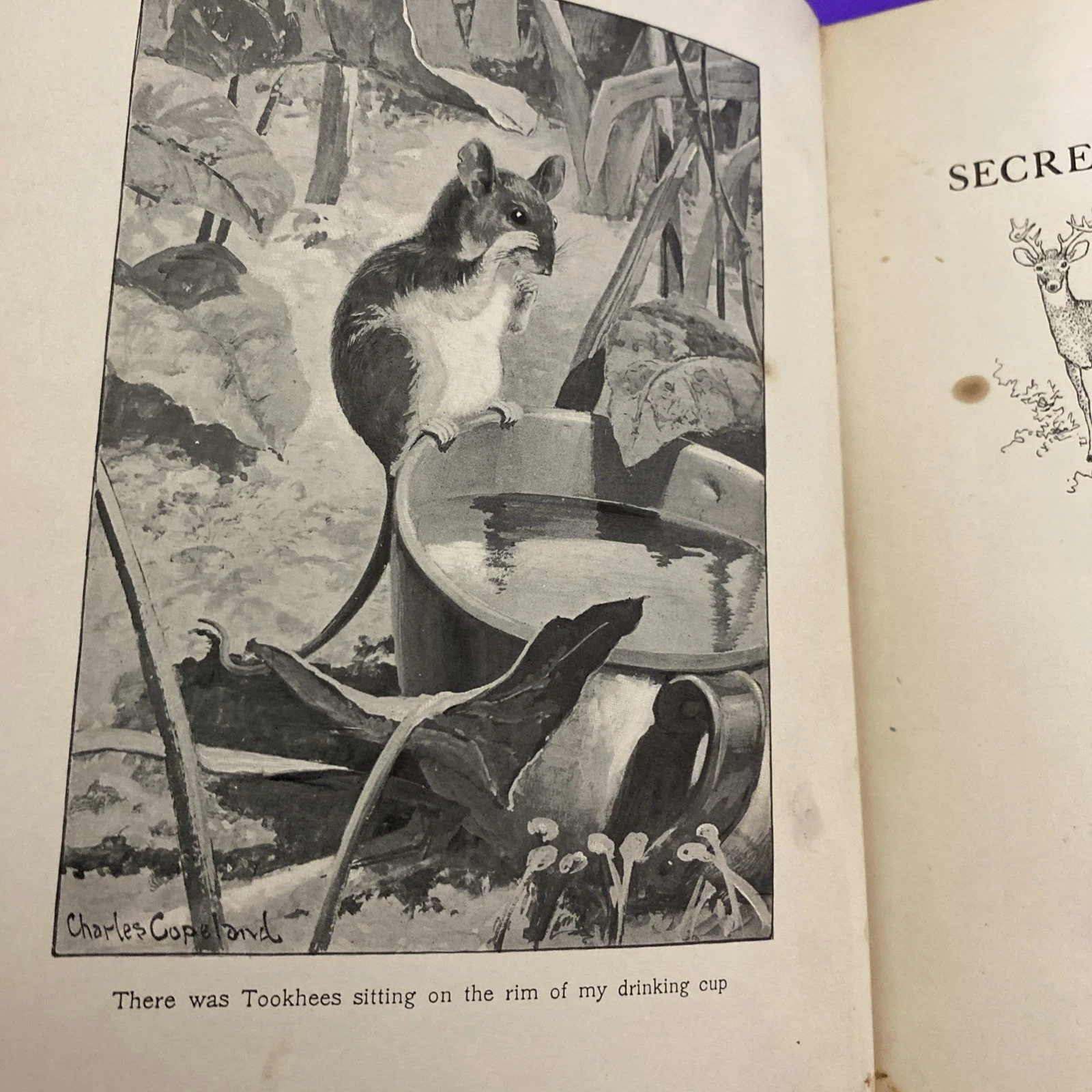 1902 Secrets of the Woods William J Long Charles Copeland Illustrated Antique HC - Image 3