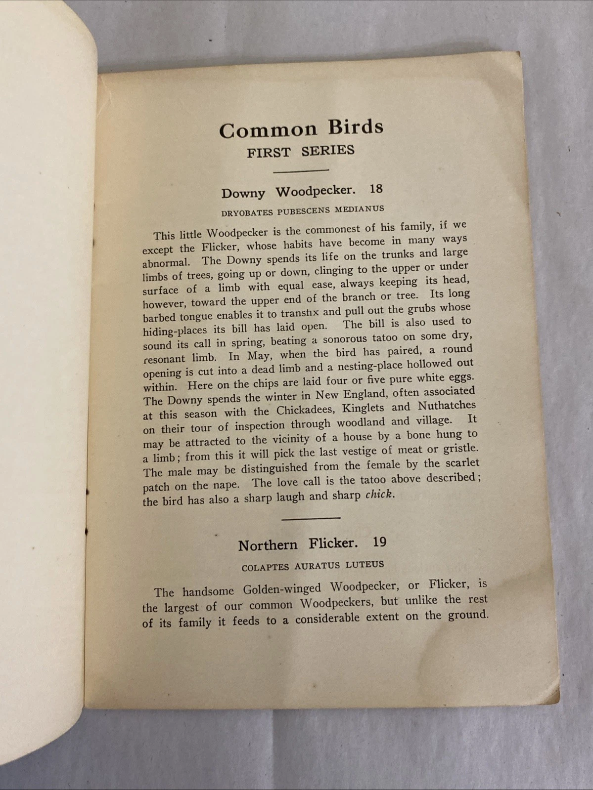 Audubon Common Birds 1st & 2nd Series Ralph Hoffmann Mass Audubon 1920s Lot - Image 4