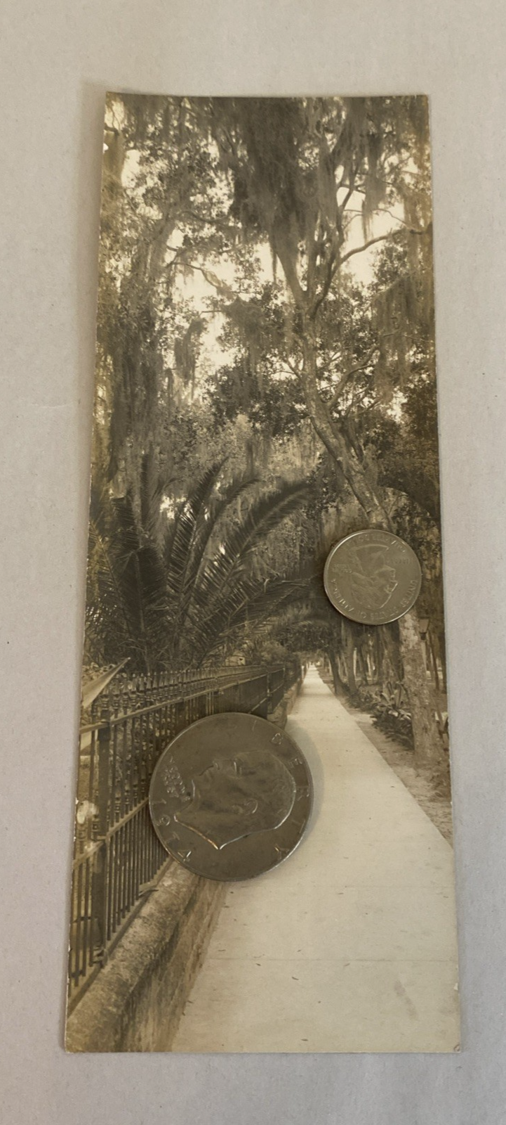 1916 Florida RPPC Set – Parade, Tour Boat, Citrus, Moss Tunnels, Scenic Views - Image 9