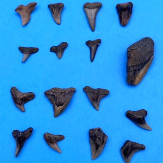 Various Shark Tooth Fossils Lot Of 16
