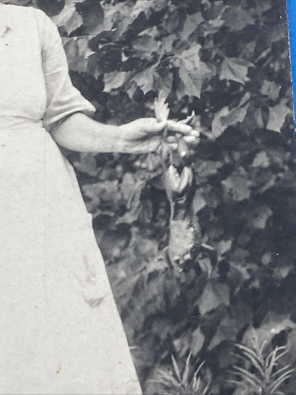 RPPC Woman Holding Frog, Garden, VELOX Stamp Box, c.1907–17, 3x5, Unused - Image 2