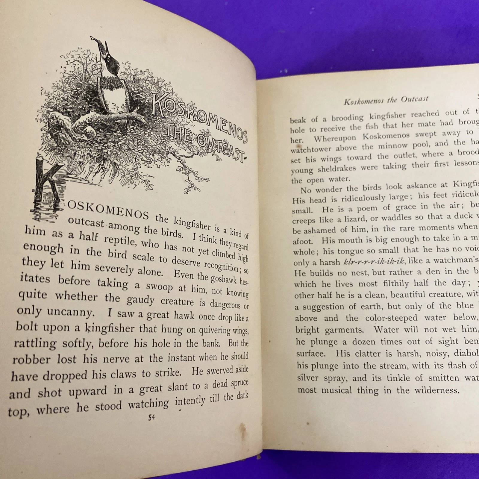 1902 Secrets of the Woods William J Long Charles Copeland Illustrated Antique HC - Image 10