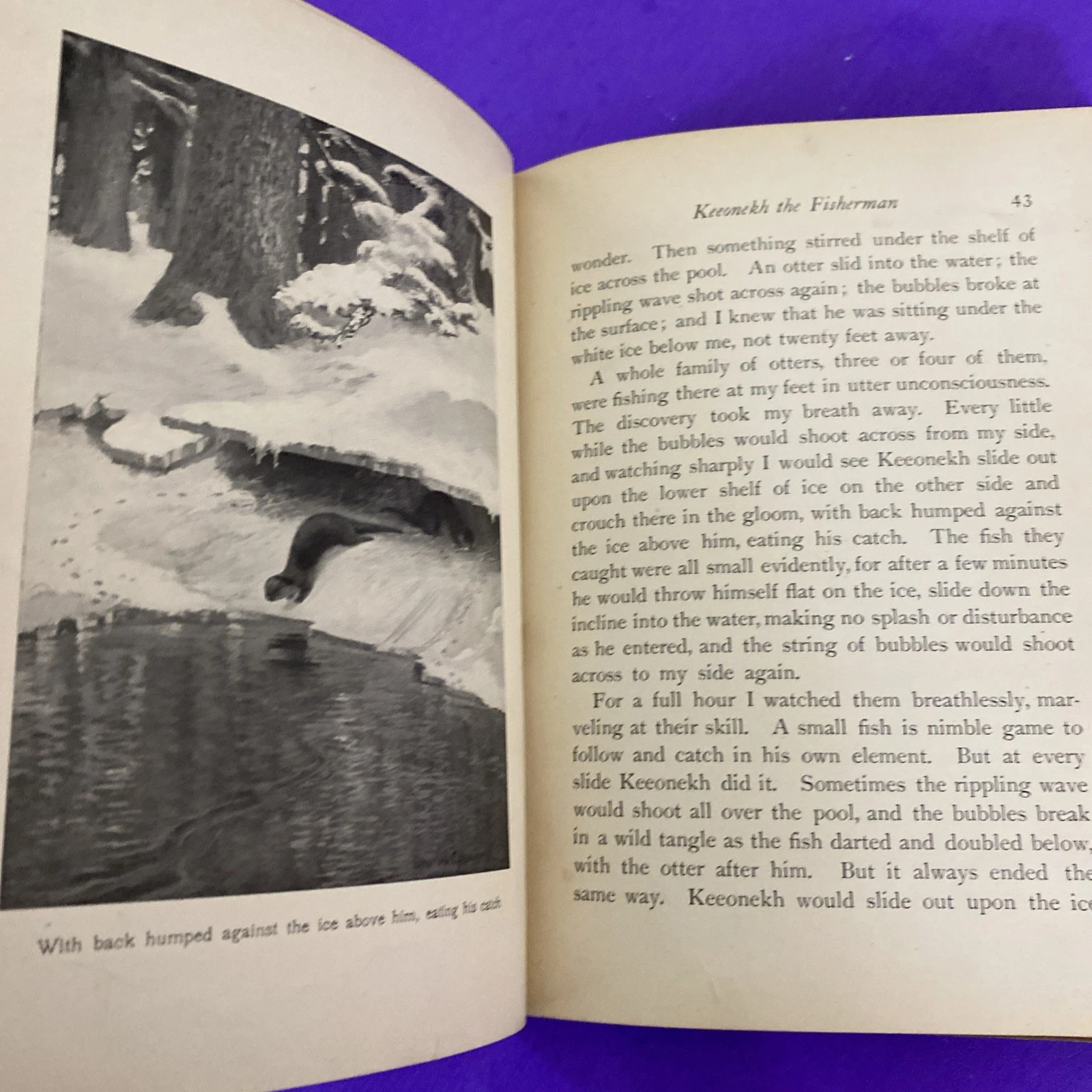 1902 Secrets of the Woods William J Long Charles Copeland Illustrated Antique HC - Image 9