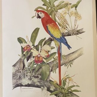 Large Vintage Marion R Sheehan 1972 Parrot Lithograph 48/500