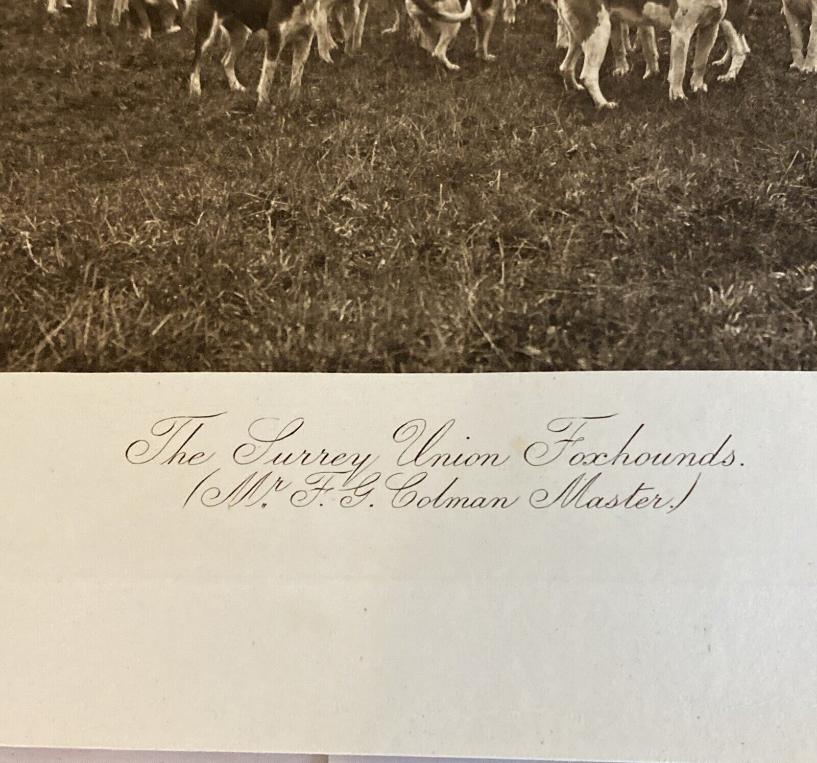The Surrey Union Fox Hounds Elliott & Fry Photogravure on Horses for Fox Hunt - Image 3
