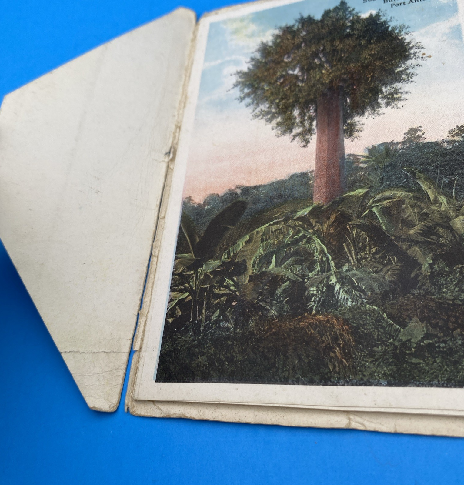 Souvenir Folder Of Beautiful Jamaica Vintage Antique Fold Out 1920s? - Image 5